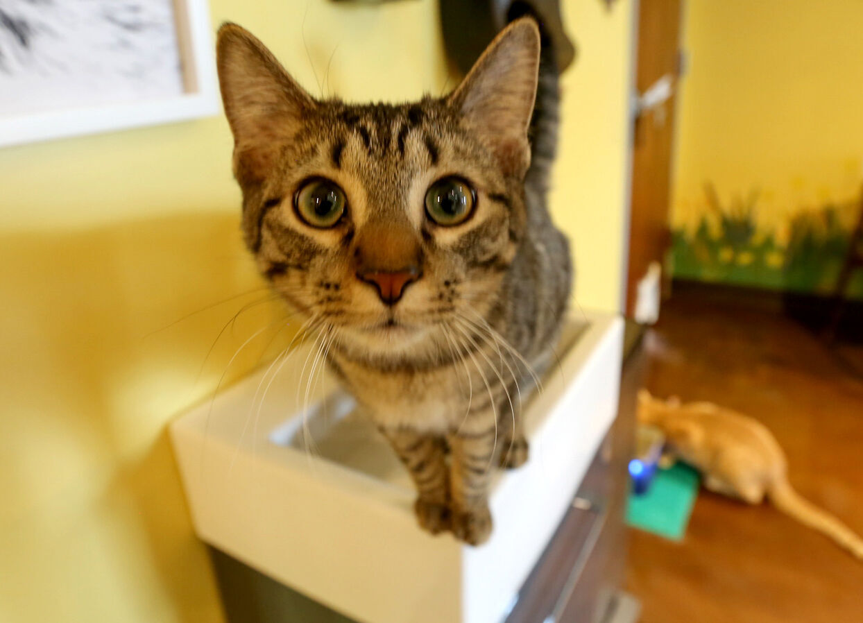 The Region Cat Cafe